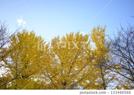 Ginkgo tree, sunset, autumn, November, image [Kanagawa Prefecture] 133480560