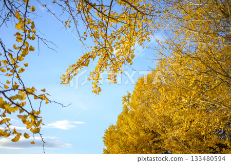 Ginkgo tree, sunset, autumn, November, image [Kanagawa Prefecture] 133480594