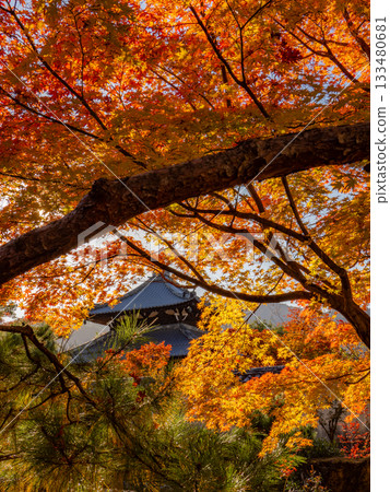 Kyoto temples bathed in autumn colors 133480681