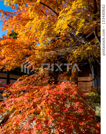 Kyoto temples bathed in autumn colors 133480682