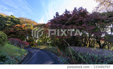 大磯城堡公園的秋天 133480707