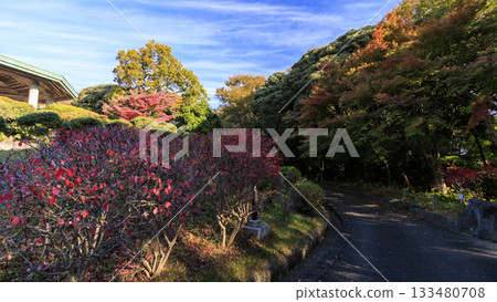 大磯城堡公園的秋天 133480708
