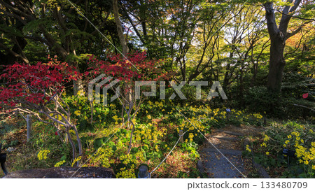 Autumn at Oiso Castle Park 133480709