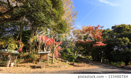 大磯城堡公園的秋天 133480784