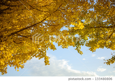 Ginkgo tree, sunset, autumn, November, image [Kanagawa Prefecture] 133480806