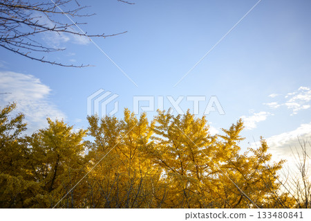 Ginkgo tree, sunset, autumn, November, image [Kanagawa Prefecture] 133480841