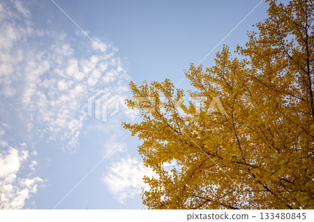 銀杏樹，日落，秋季，十一月，圖片 [神奈川縣] 133480845