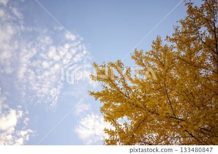 Ginkgo tree, sunset, autumn, November, image [Kanagawa Prefecture] 133480847