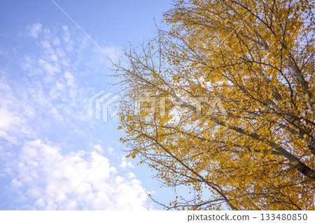 Ginkgo tree, sunset, autumn, November, image [Kanagawa Prefecture] 133480850