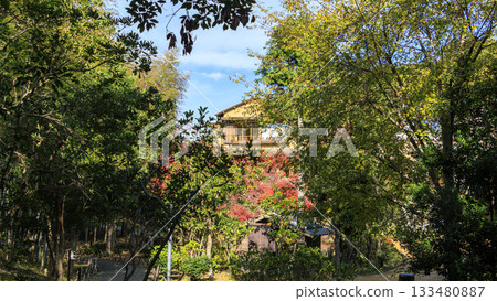 秋日里,吉田茂故居的景色盡收眼底。 秋日里,吉田茂故居的景色盡收眼底。 133480887