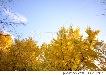 銀杏樹，日落，秋季，十一月，圖片 [神奈川縣] 133480944