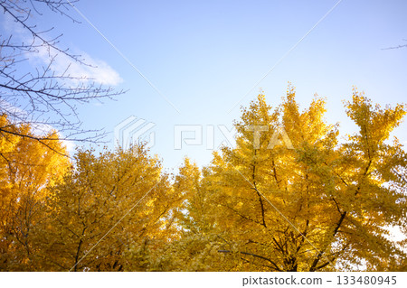 Ginkgo tree, sunset, autumn, November, image [Kanagawa Prefecture] 133480945