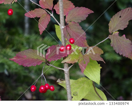 日本冬青的秋葉和紅色漿果 日本冬青的秋葉和紅色漿果 133480974