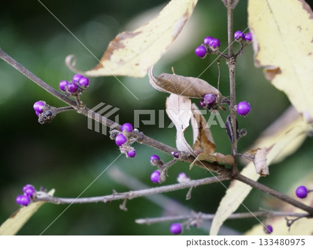 野生紫花苜蓿的紫色漿果 野生紫花苜蓿的紫色漿果 133480975