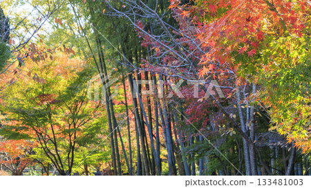 秋日里，吉田茂故居的景色盡收眼底。 133481003