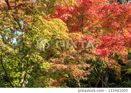 秋日里，吉田茂故居的景色盡收眼底。 133481005