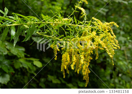 Macro of a goldenrod Solidago plant with detailed yellow flower clusters Macro of a goldenrod Solidago plant with detailed yellow flower clusters 133481158