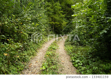 Deciduous forest, fresh green foliage, greenwood, path in the forest Deciduous forest, fresh green foliage, greenwood, path in the forest 133481159