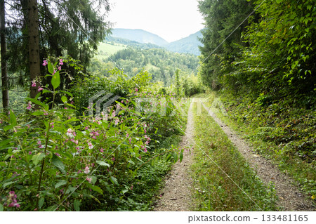 Hiking trail in deciduous forest with mountain views. 133481165