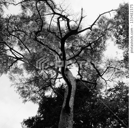 單色枯樹 單色枯樹 133481575