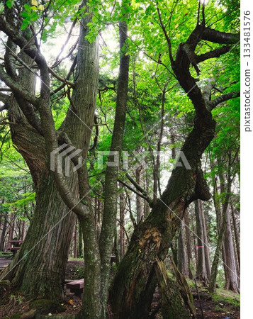 在森林深處 在森林深處 133481576
