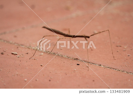 Close up of Phasmatodea or Praying Mantis on the floor 133481909
