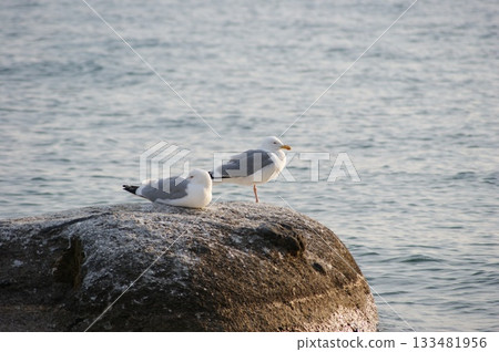 In the foreground are two seagulls from Olkhon Island, sitting on a rock jutting out into the water. 133481956