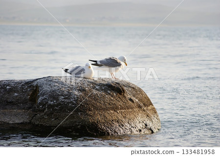 In the foreground are two seagulls from Olkhon Island, sitting on a rock jutting out into the water. 133481958