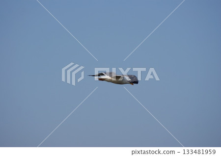 One seagull is flying in the sky. 133481959