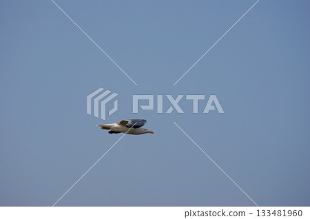 One seagull is flying in the sky. One seagull is flying in the sky. 133481960
