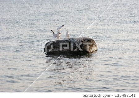 In the foreground are two seagulls from Olkhon Island, sitting on a rock jutting out into the water. 133482141