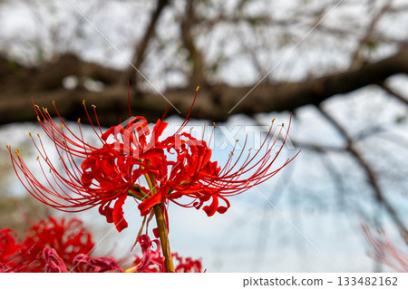 Cluster amaryllis 133482162