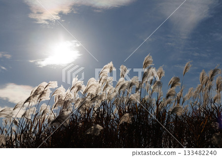 Pampas grass illuminated by the sun Pampas grass illuminated by the sun 133482240