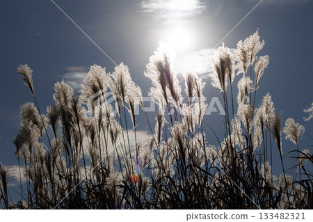 Pampas grass illuminated by the sun Pampas grass illuminated by the sun 133482321