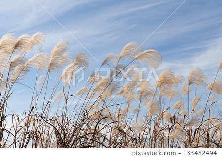 Susuki shining in the blue sky Susuki shining in the blue sky 133482494