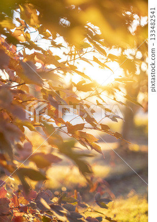 A moment when the autumn colors of the forest shine in the morning sun - Hiruzen Plateau 133482541