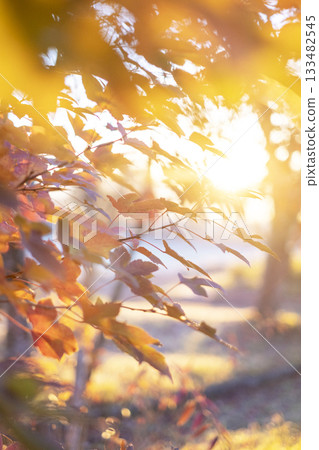 A moment when the autumn colors of the forest shine in the morning sun - Hiruzen Plateau A moment when the autumn colors of the forest shine in the morning sun - Hiruzen Plateau 133482545