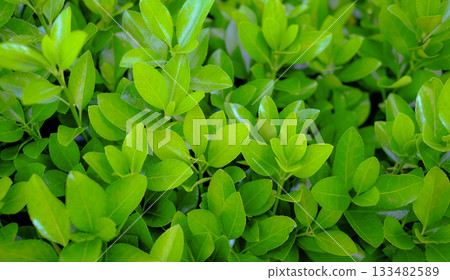 Vibrant fresh green leaves background texture. 133482589