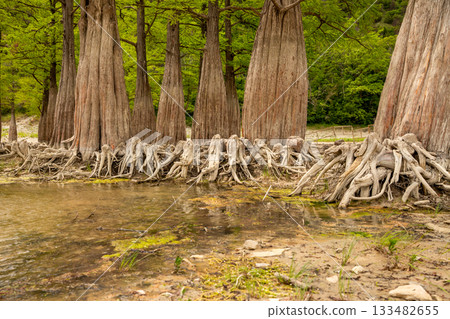 Exposed roots of cypress trees are visible near a tranquil body of water. climate change, drought Exposed roots of cypress trees are visible near a tranquil body of water. climate change, drought 133482655