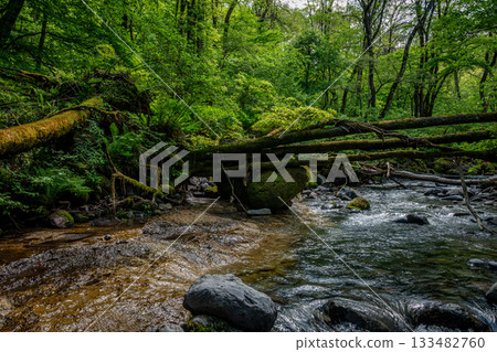 五月，長野縣南卷村的苔蘚森林和倒木溪流生機勃勃。 133482760