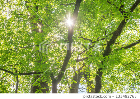Sunlight filtering through fresh green leaves in the forest of Minamimaki Village, Nagano Prefecture (backlit) 133482763