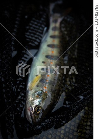 特寫：一條山女鱒魚被山澗溪流捕獲，魚兒被網子兜住。 133482768