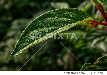 深綠色葉片上的水滴特寫，夏日的濕潤與涼爽 133482785