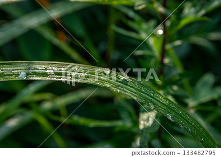 Water droplets on leaves of summer grass, morning dew sparkling in the light and fresh greenery 133482795