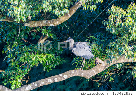 景觀與蒼鷺 133482952