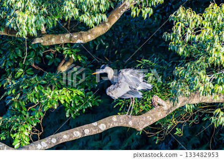 景觀與蒼鷺 133482953
