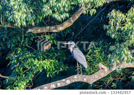 Landscape with heron Landscape with heron 133482957