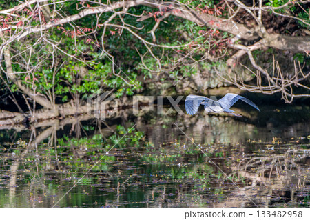 Landscape with heron Landscape with heron 133482958