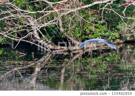 Landscape with heron Landscape with heron 133482959