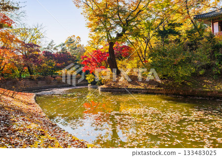 Autumn in Seoul, Changdeokgung Palace, Rear Garden Autumn in Seoul, Changdeokgung Palace, Rear Garden 133483025